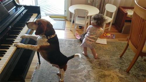 狗变成人跳舞视频,萌宠版人猿泰山惊艳亮相